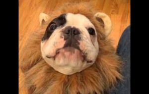 Bulldong in a lion suit begging for treats